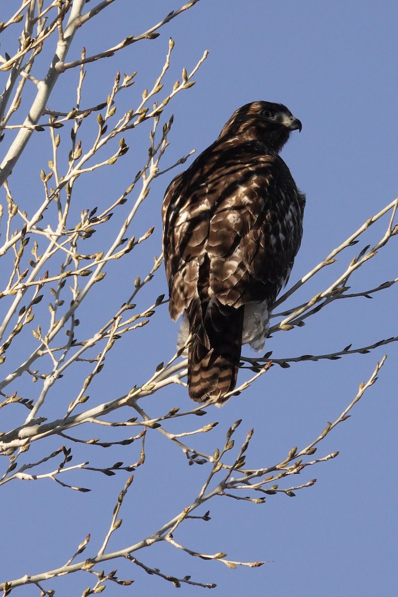 Red-tailed Hawk - ML613705307