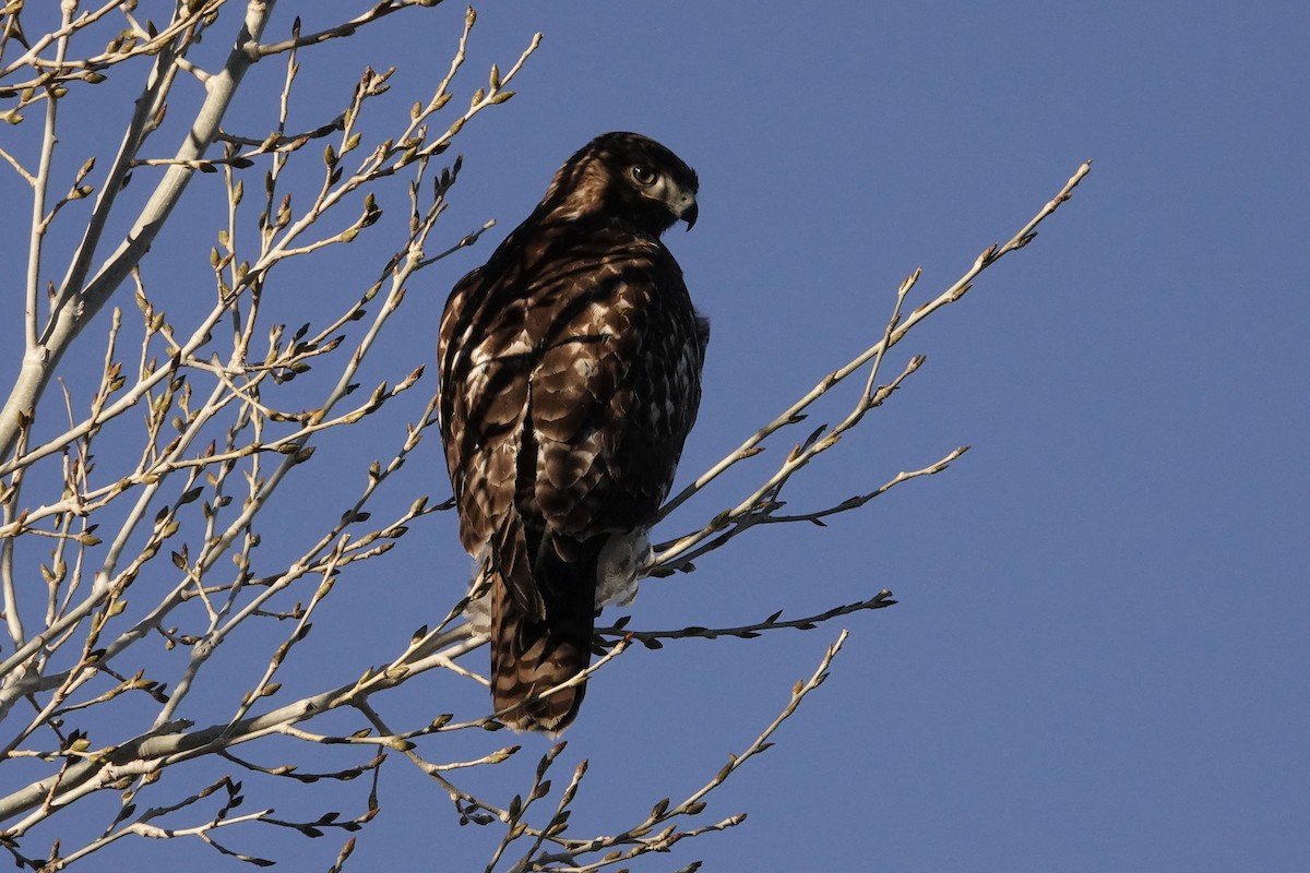Red-tailed Hawk - ML613705308