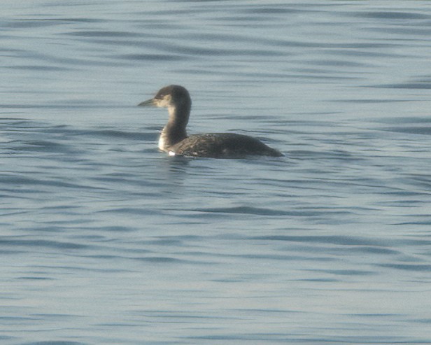 Red-necked Grebe - ML613705415