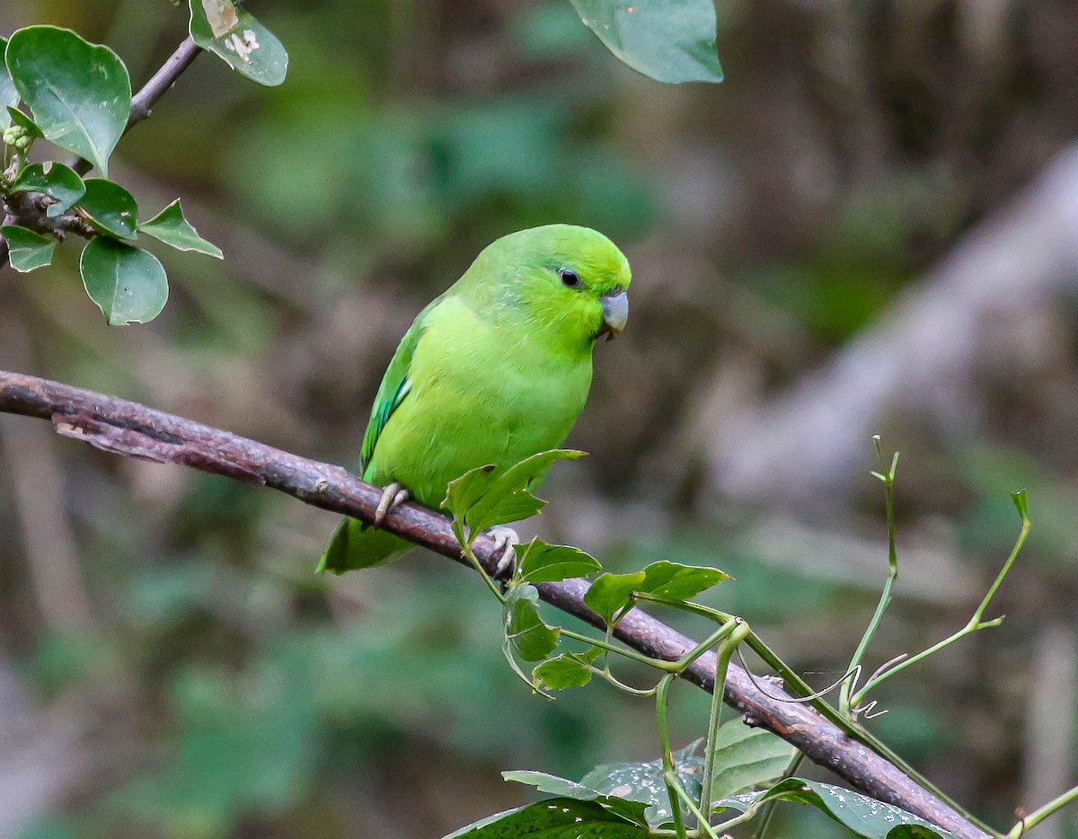 Mexican Parrotlet - ML613705447