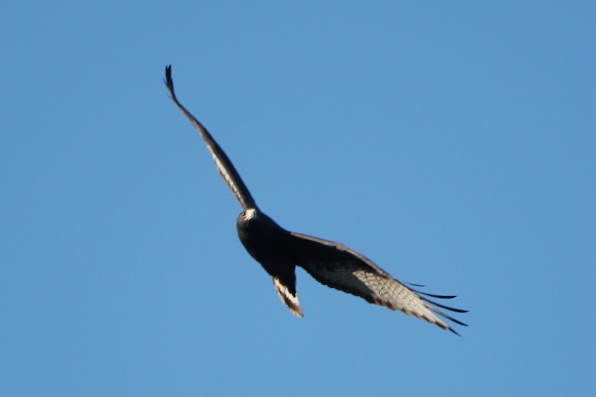 Zone-tailed Hawk - ML613705575
