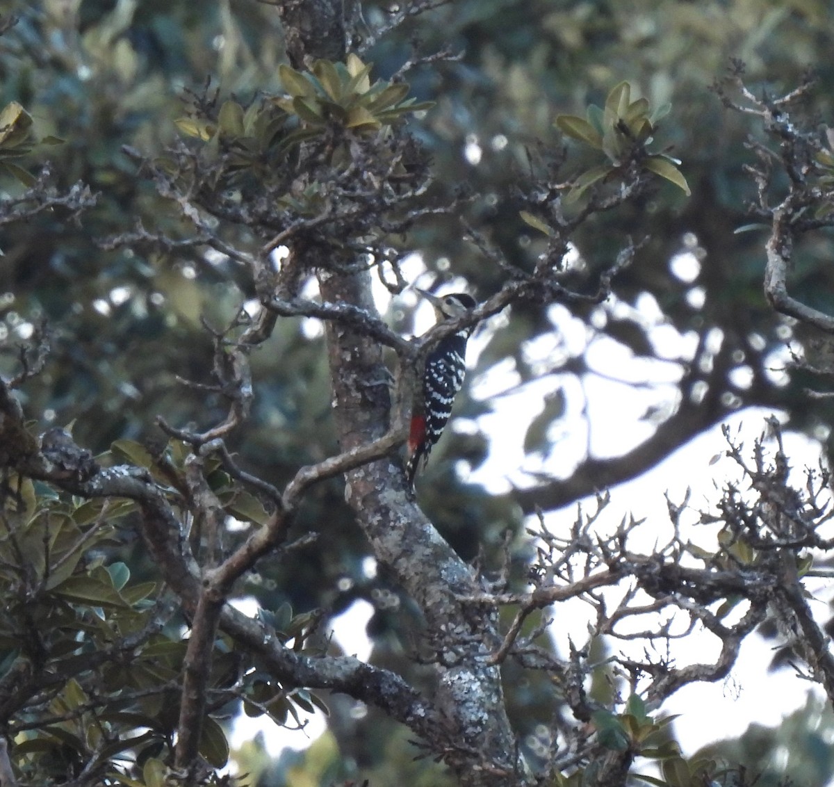 Stripe-breasted Woodpecker - ML613705742