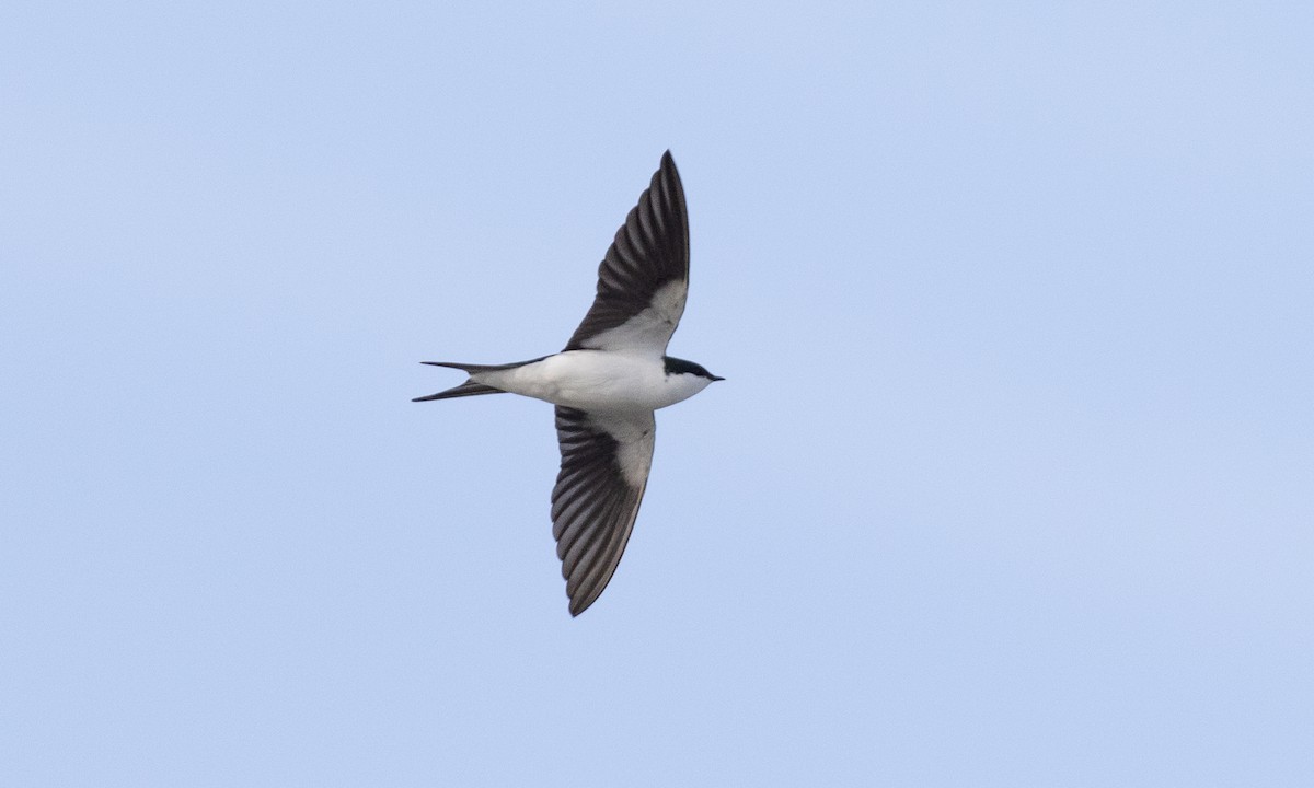 Bahama Swallow - ML613706213