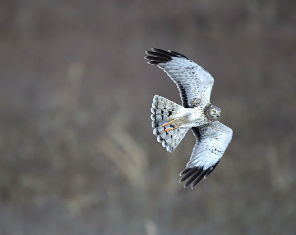 EBird Checklist 18 Jan 2024 Valley Forge NHP 4 Species   1200