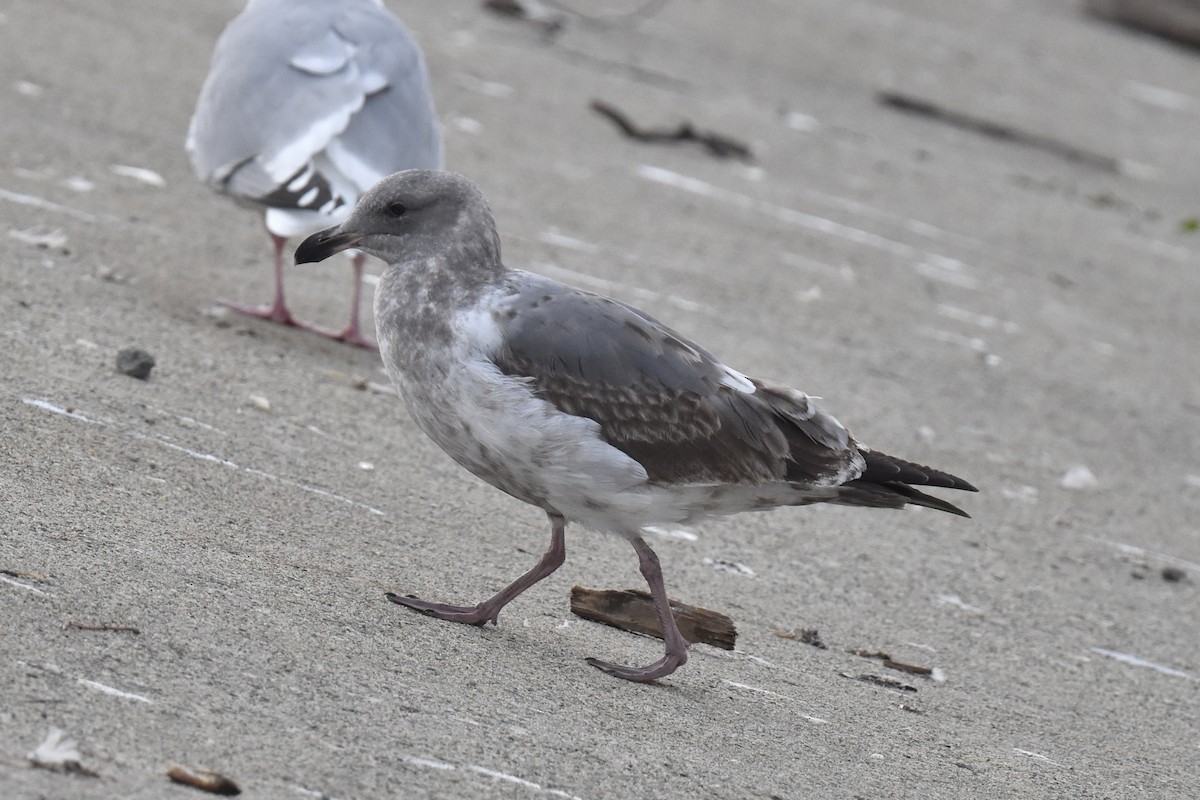 EBird Checklist 18 Jan 2024 Los Angeles River Downey Rd 17   1200