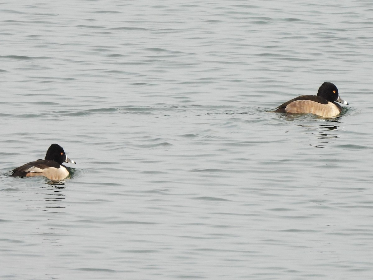 Ring-necked Duck - ML613706495