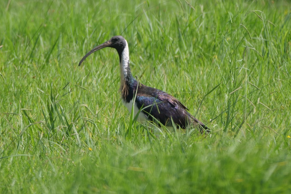 ibis slámokrký - ML613707476