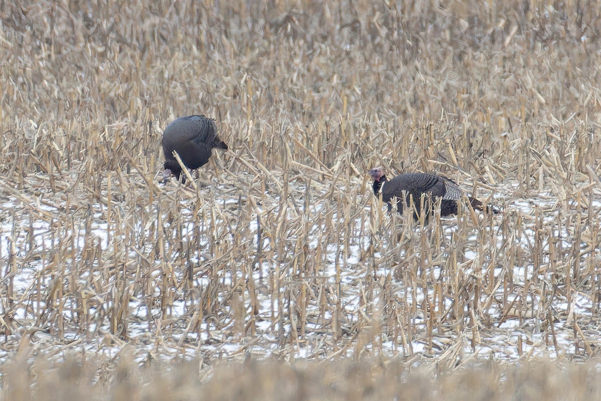 eBird Checklist - 18 Jan 2024 - 5525 Mann Rd, Indianapolis US-IN (39. ...