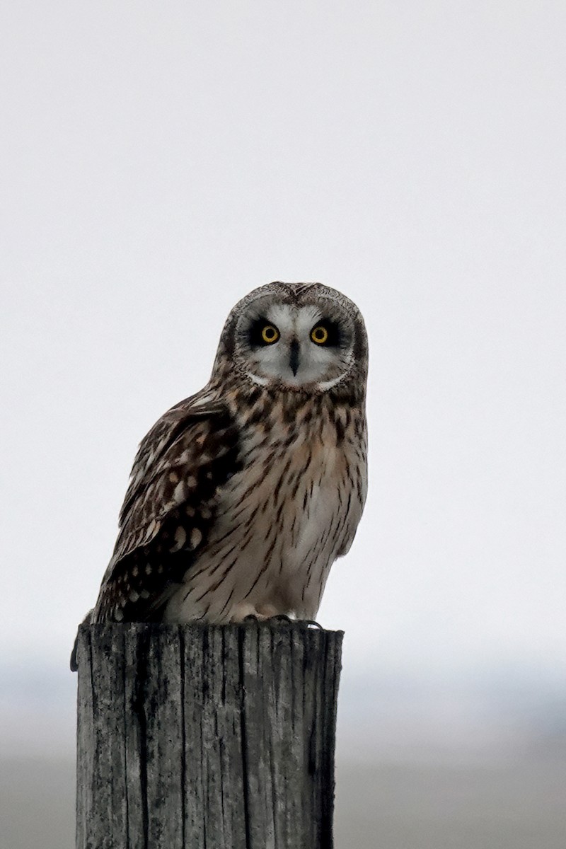 Short-eared Owl - ML613707598