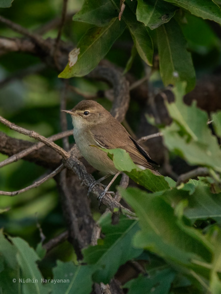 Booted Warbler - ML613707609
