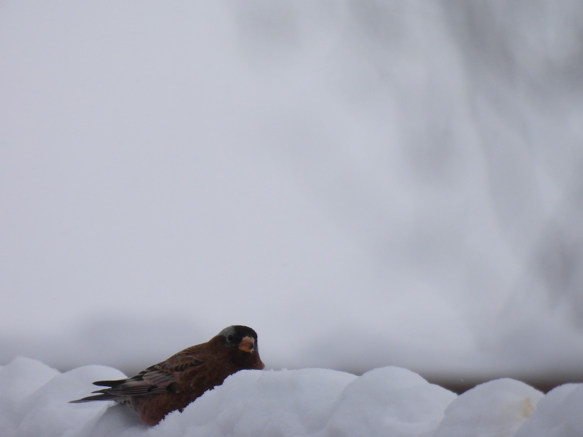 EBird Checklist 16 Jan 2024 Lake Winnibigoshish Bowen Lodge   1200