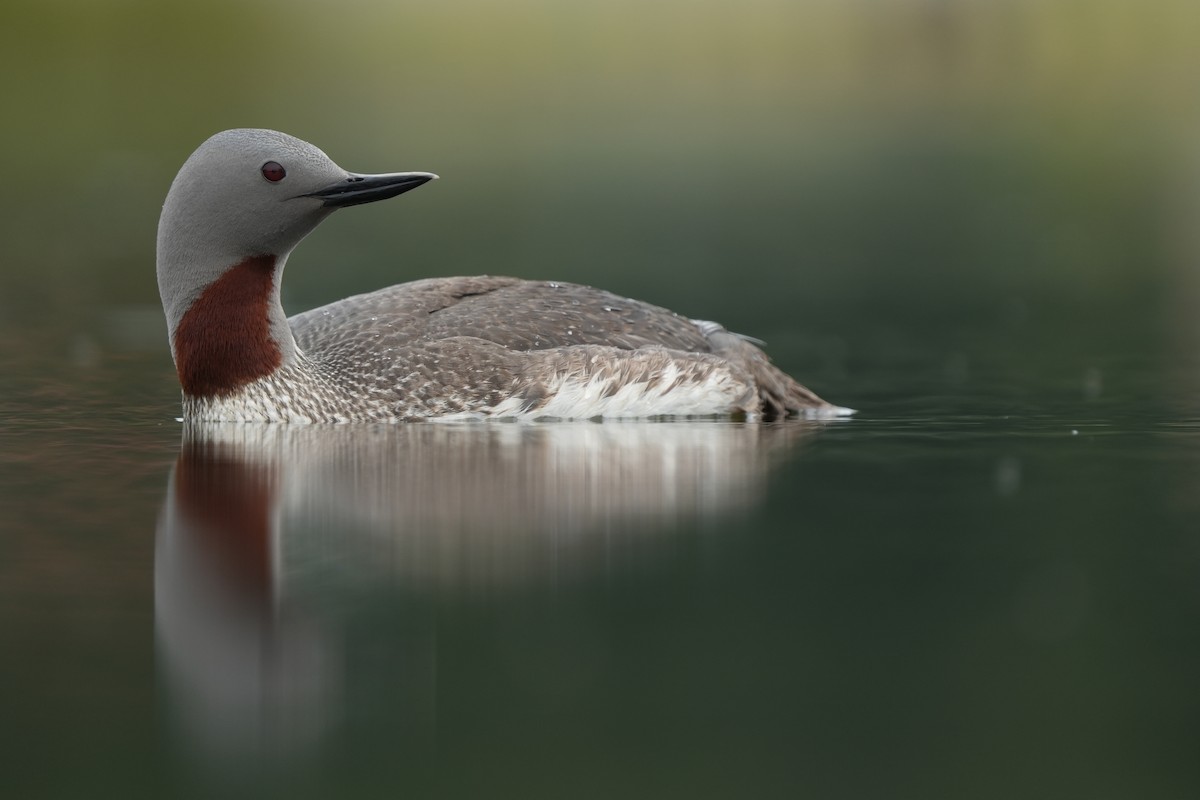 Red-throated Loon - ML613707871