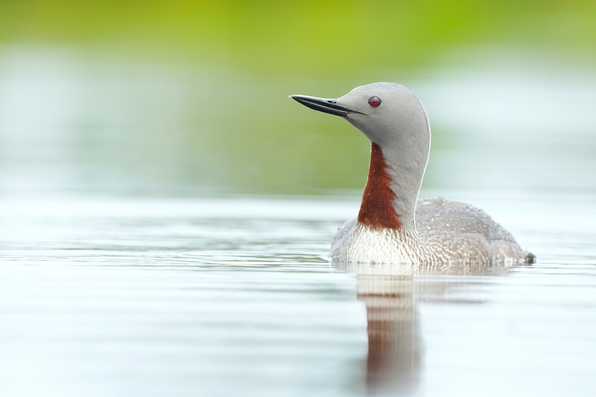 Red-throated Loon - ML613707967