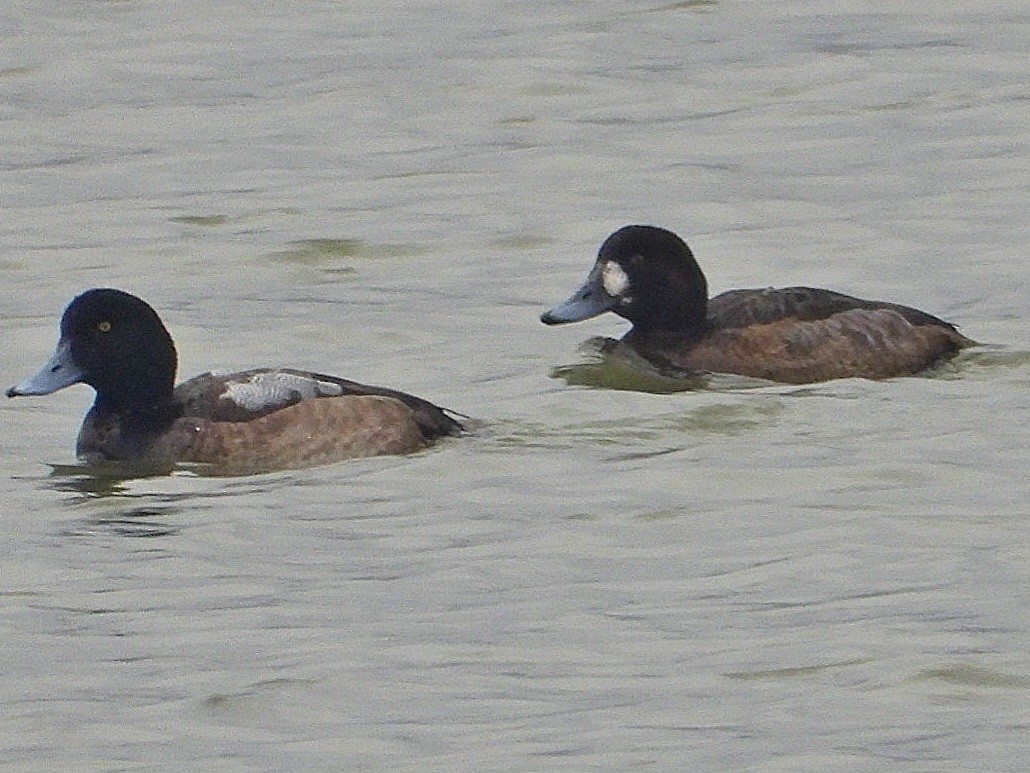 Greater Scaup - ML613708122