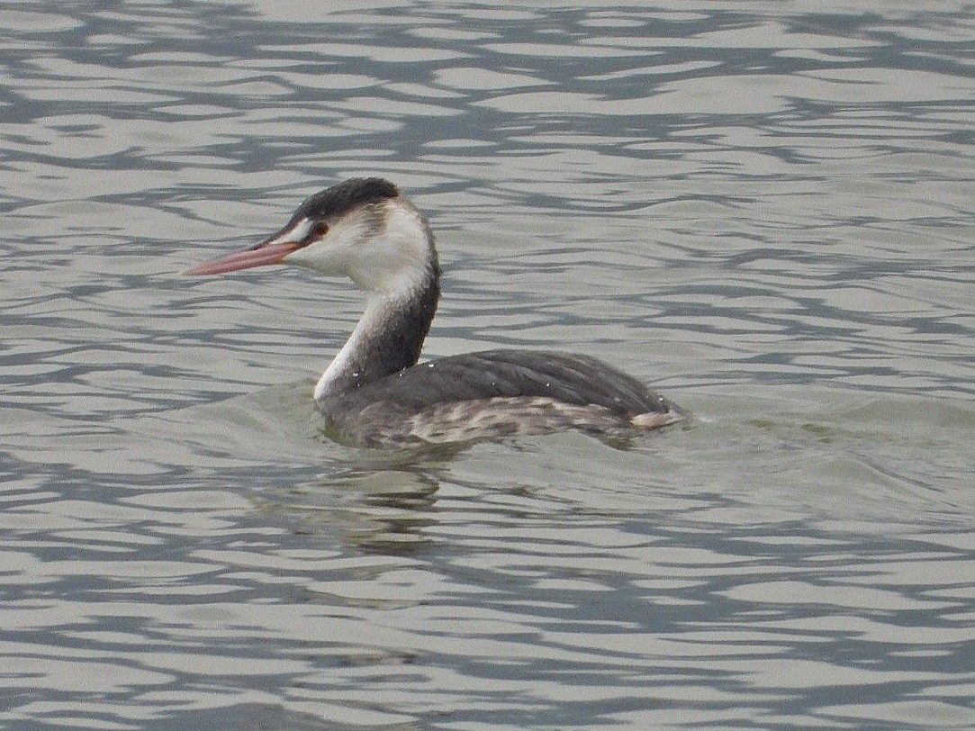 Great Crested Grebe - ML613708157