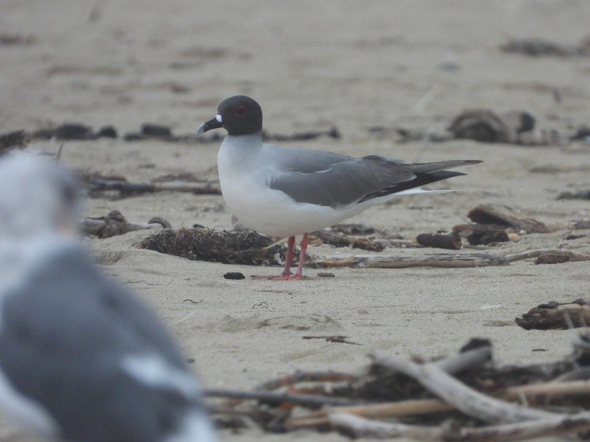 Swallow-tailed Gull - ML613708194