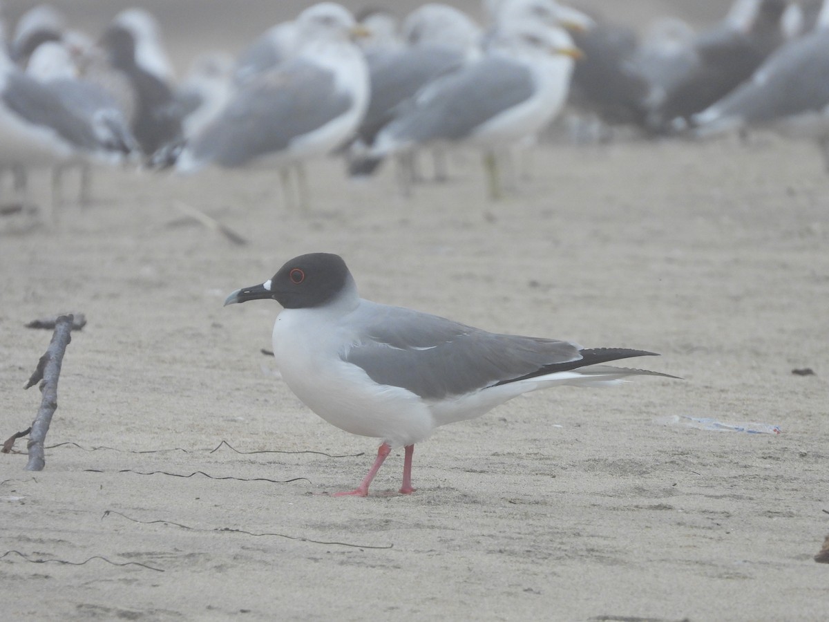 Swallow-tailed Gull - ML613708262