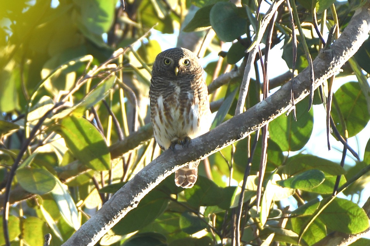Asian Barred Owlet - ML613708364