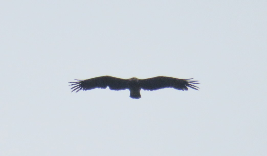 Lesser Spotted Eagle - ML613708455