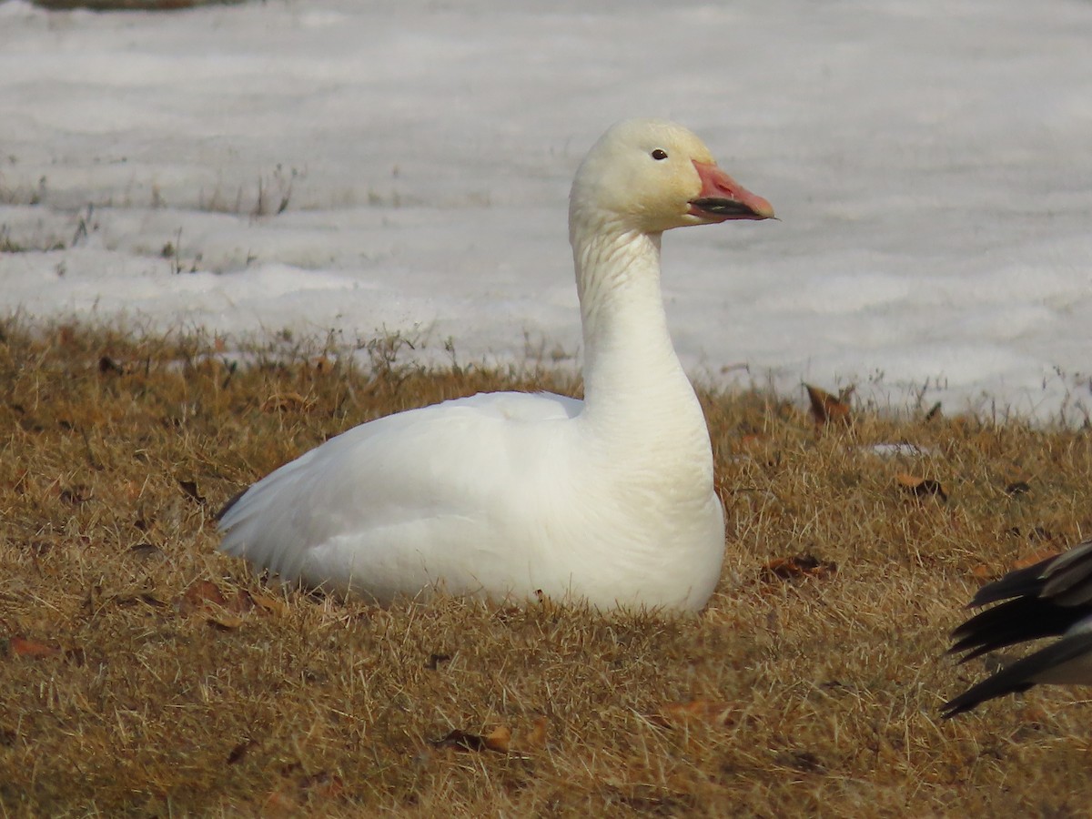 Snow Goose - ML613708524