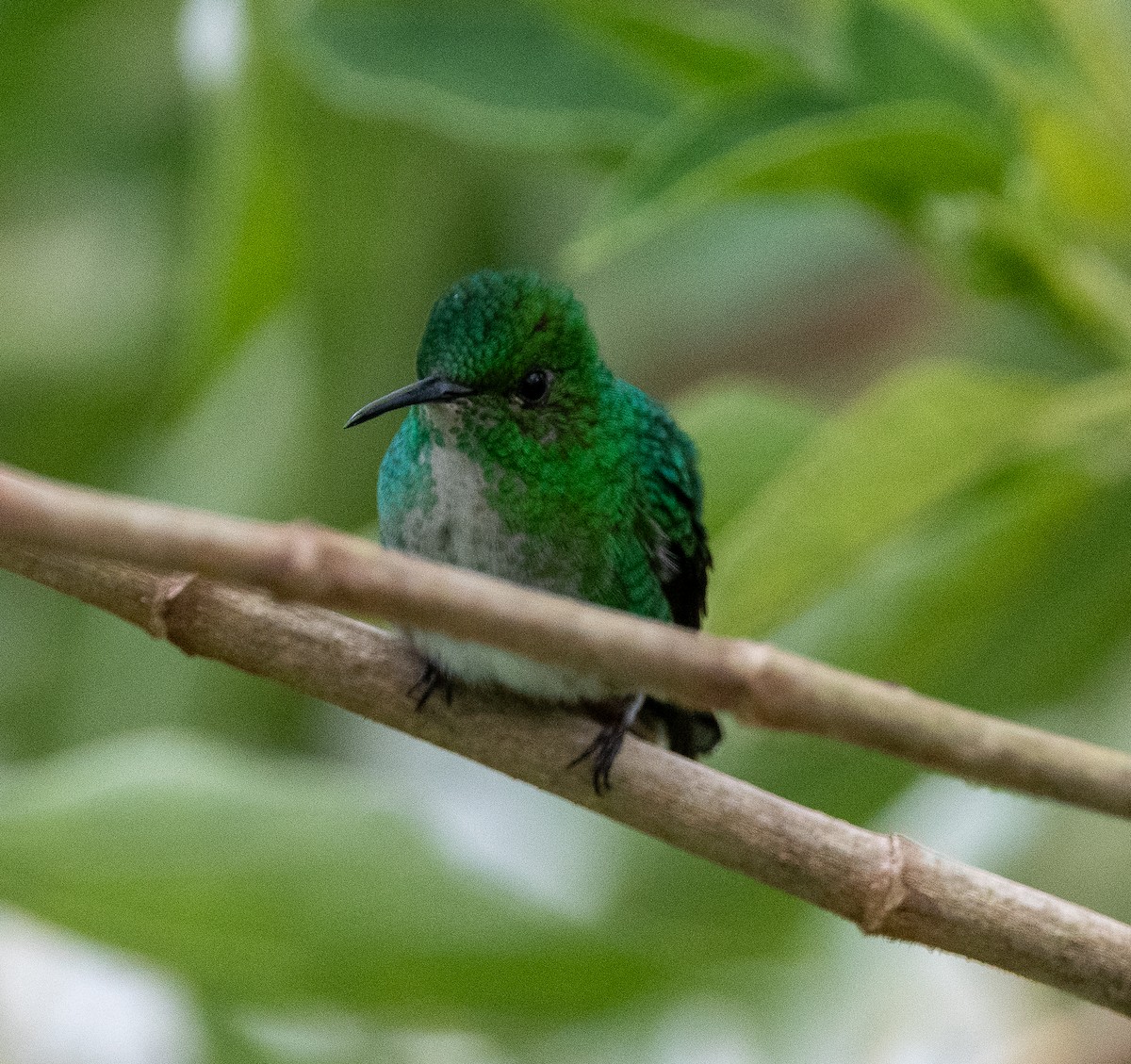 kolibřík zelenopláštíkový - ML613708596