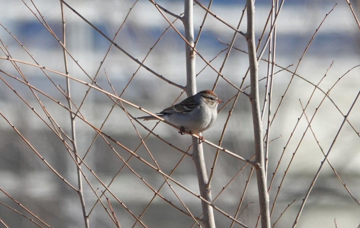 Chipping Sparrow - ML613708620