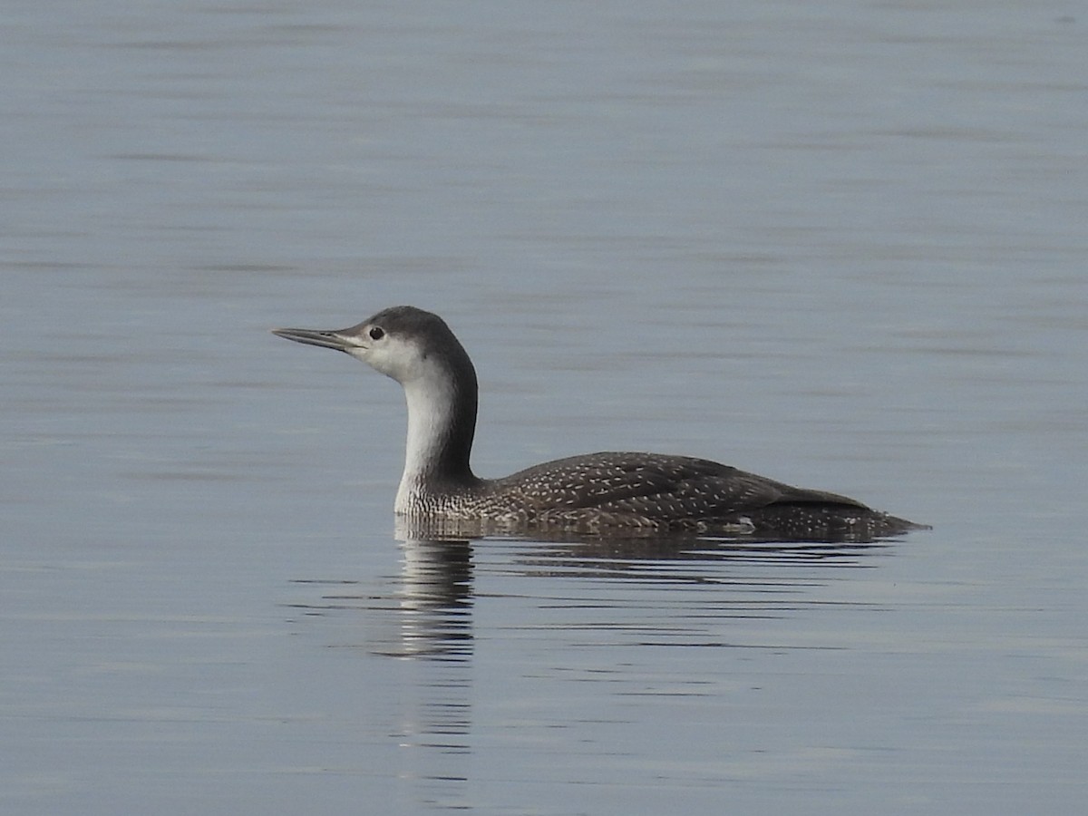 Red-throated Loon - ML613708967