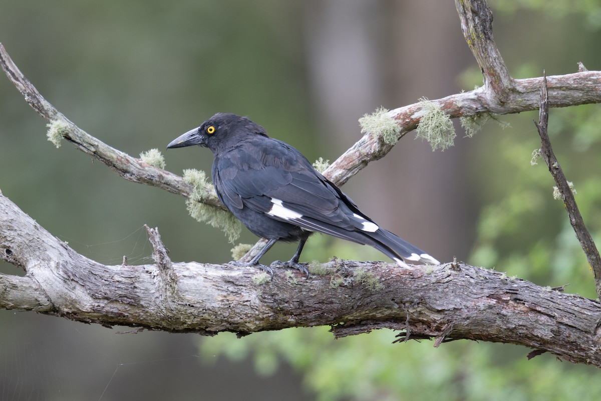 Pied Currawong - ML613709281
