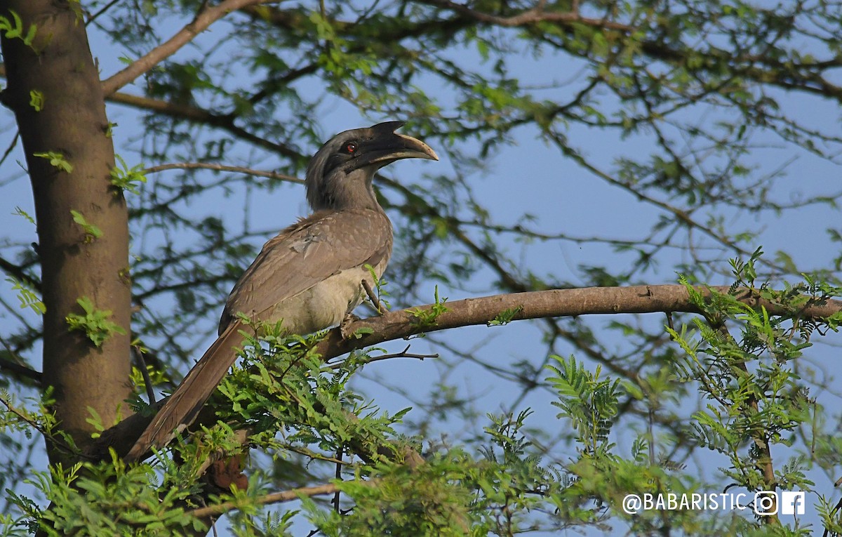 Indian Gray Hornbill - ML613709650