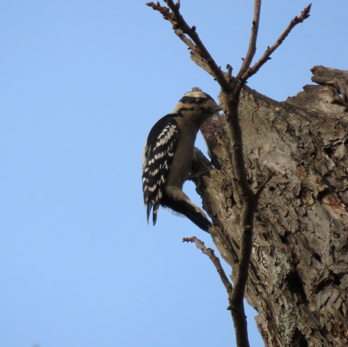 Downy Woodpecker - ML613709702