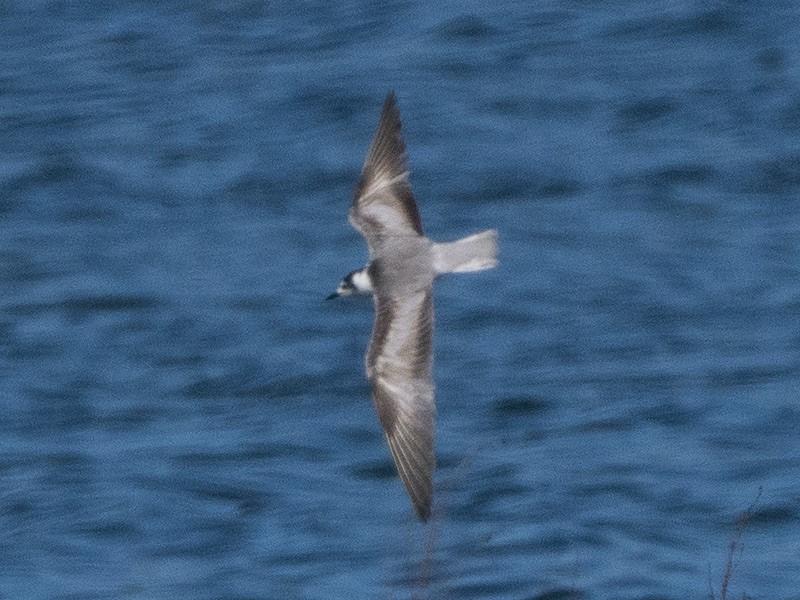 White-winged Tern - ML613709873