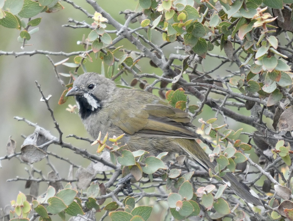 Western Whipbird (Black-throated) - ML613710201
