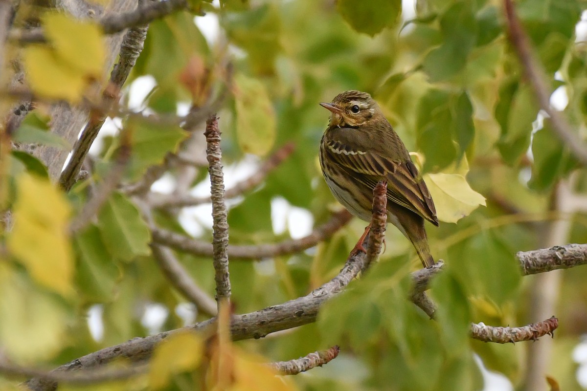 Olive-backed Pipit - ML613710437