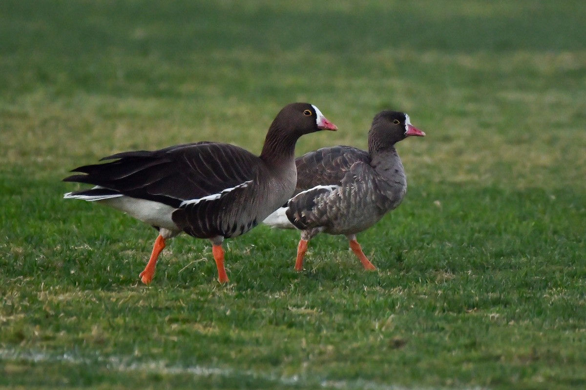 Lesser White-fronted Goose - ML613710448