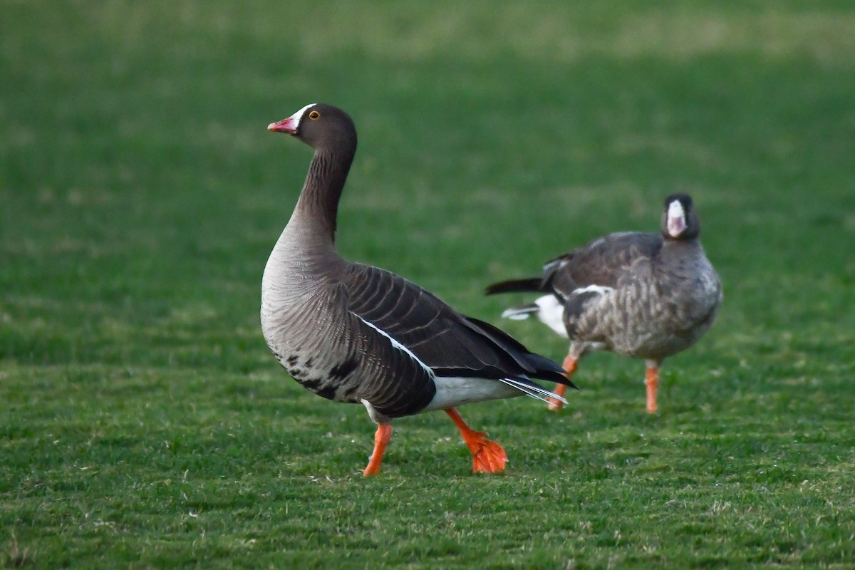 Lesser White-fronted Goose - ML613710449