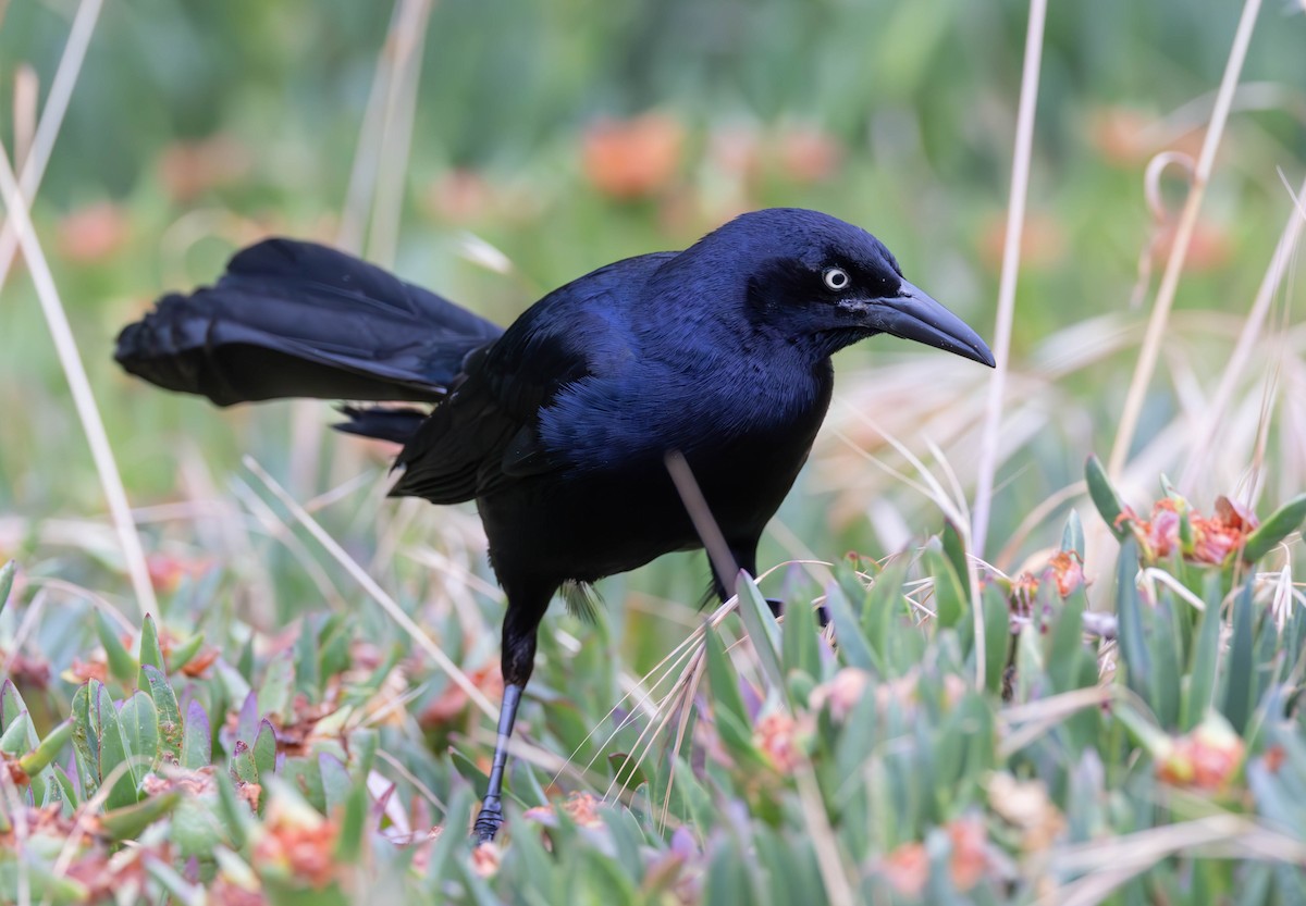 Great-tailed Grackle (Western) - ML613710471