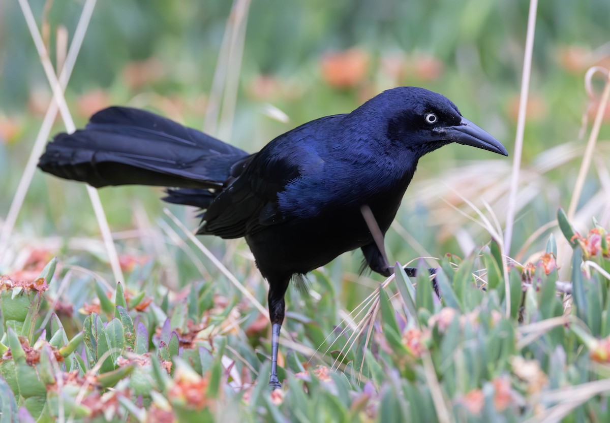 Great-tailed Grackle (Western) - ML613710472