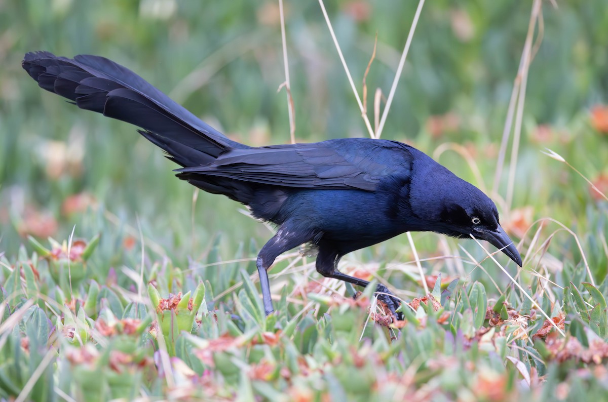Great-tailed Grackle (Western) - ML613710473