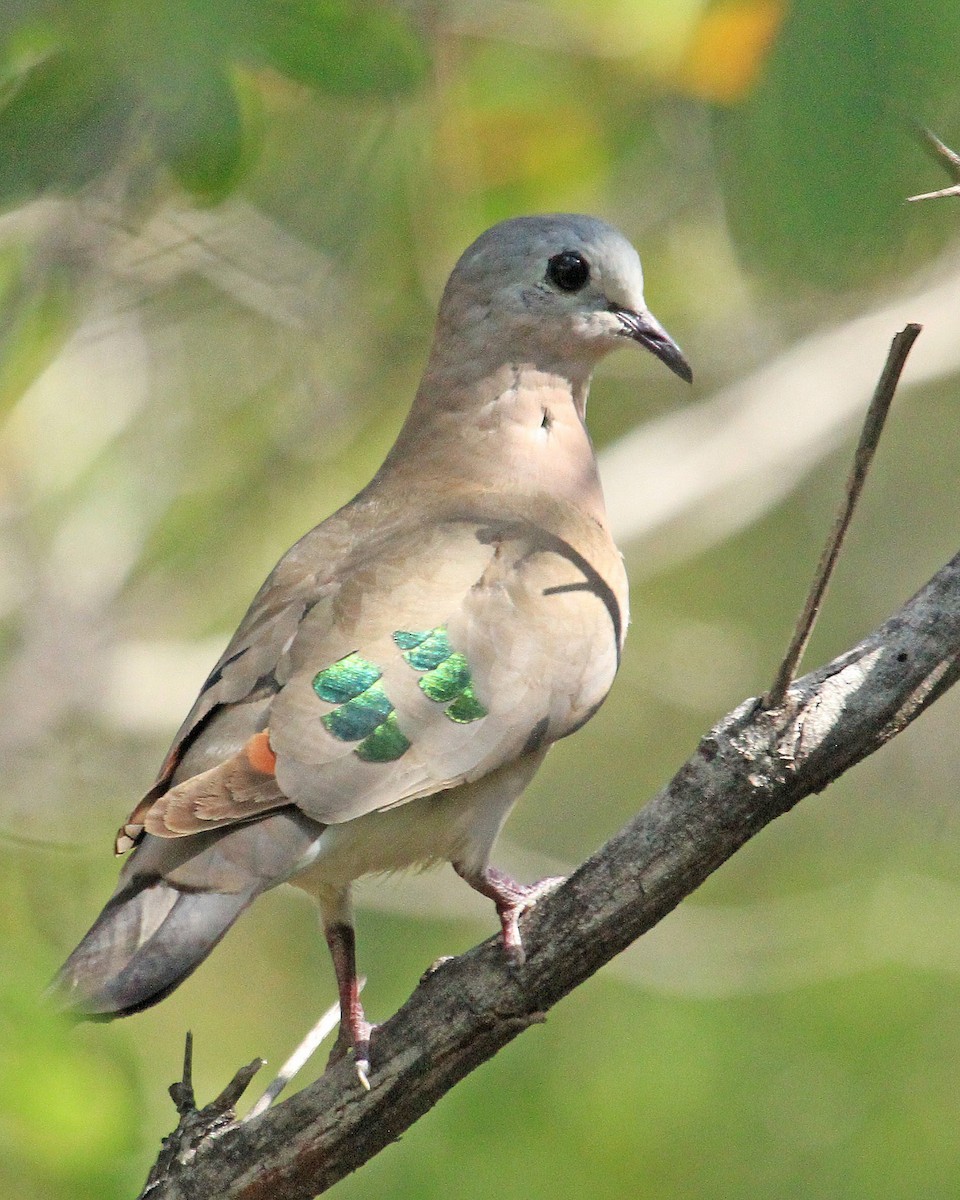 Emerald-spotted Wood-Dove - Carl Poldrack