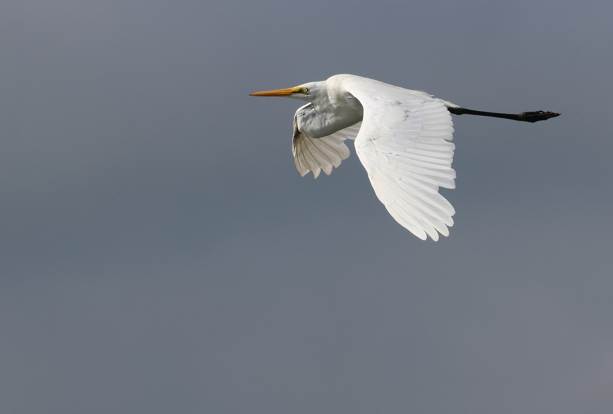 Great Egret - Andy Gee