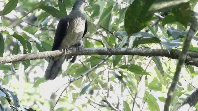 Barred Cuckoo-Dove - ML613710629