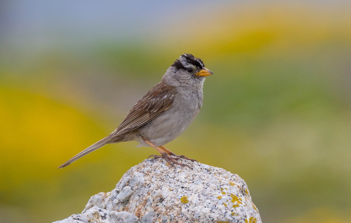White-crowned Sparrow (nuttalli) - ML613710800