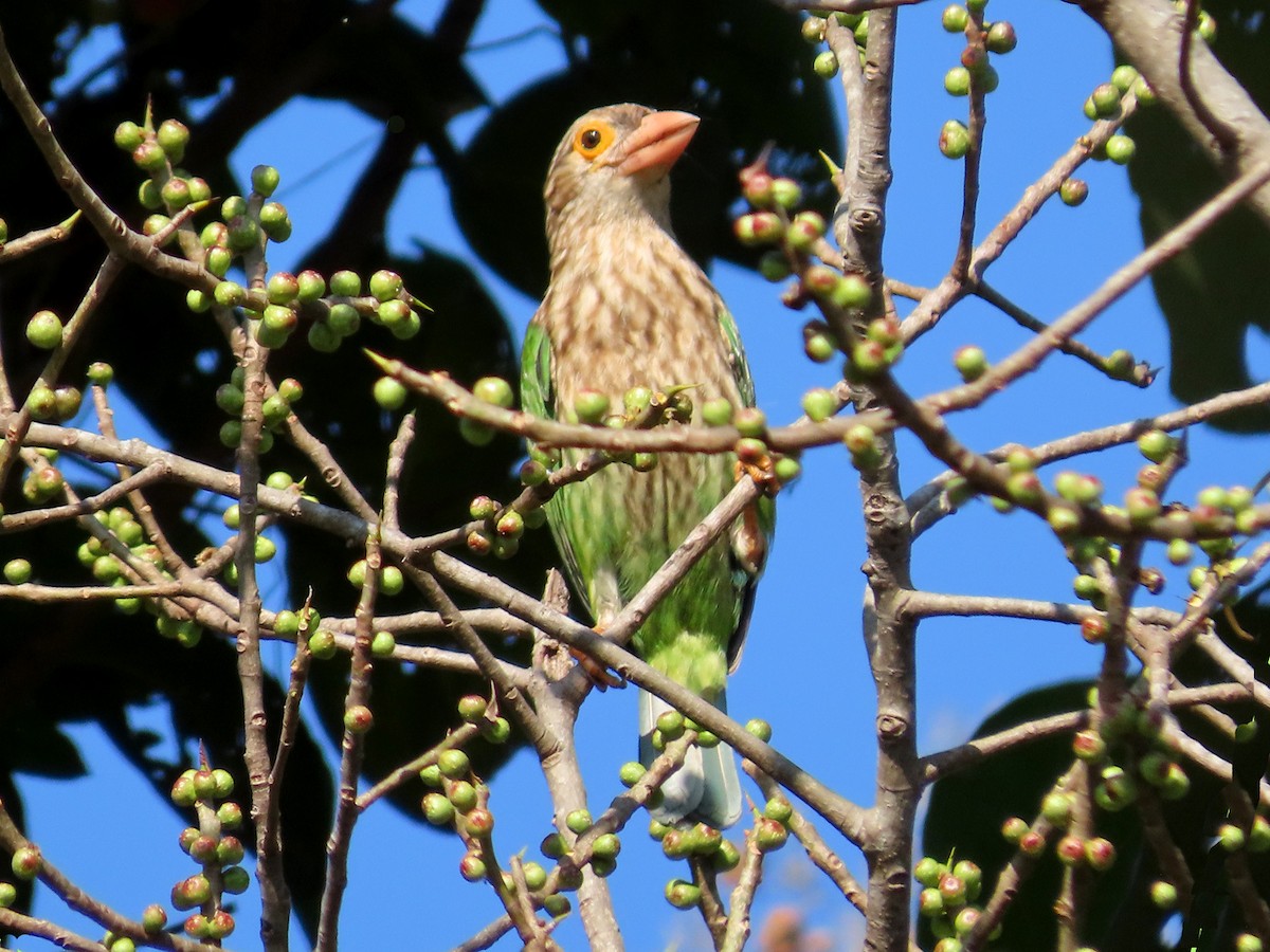 Lineated Barbet - ML613710819