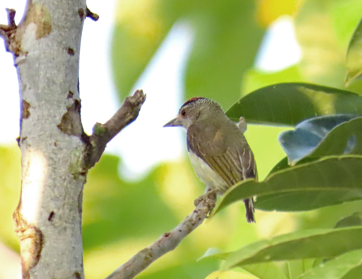 Plain-breasted Piculet - ML613711054