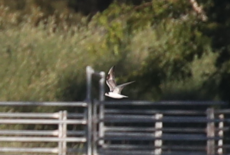 White-winged Tern - ML613711108
