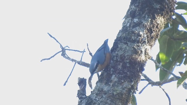 White-tailed Nuthatch - ML613711133