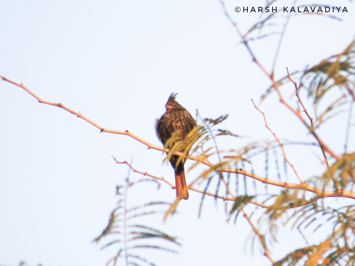 Crested Bunting - ML613711472
