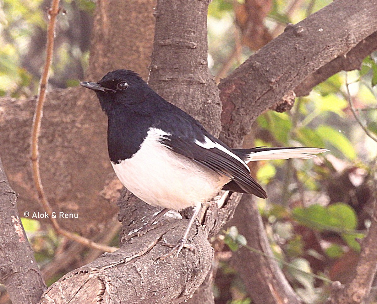 Oriental Magpie-Robin - Alok Tewari
