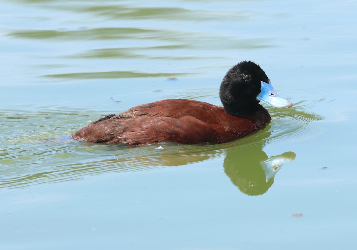 Blue-billed Duck - Andy Gee