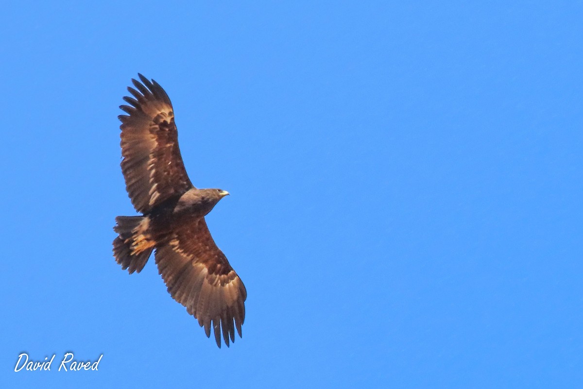 Greater Spotted Eagle - ML613711660